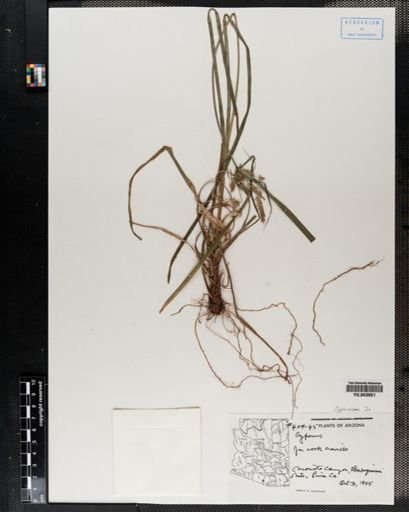 Cyperus