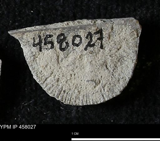 Strophodonta sp.
