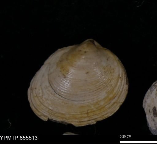 Limopsis striatopunctatus