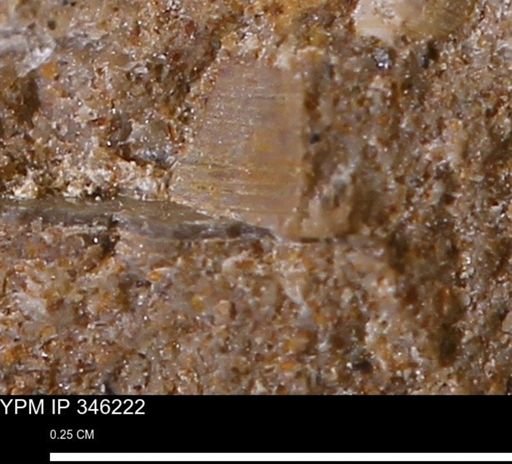Limopsis striatopunctatus