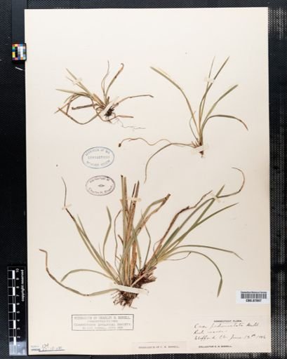 Carex pedunculata