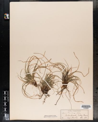 Carex