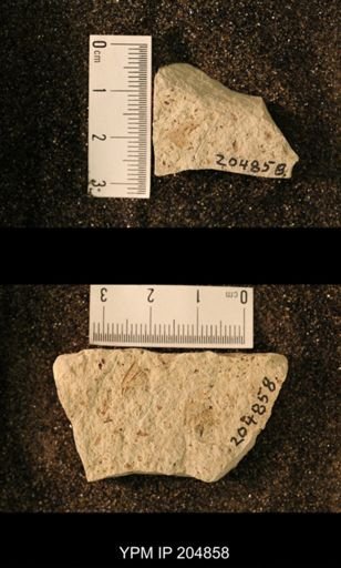 Blattaria