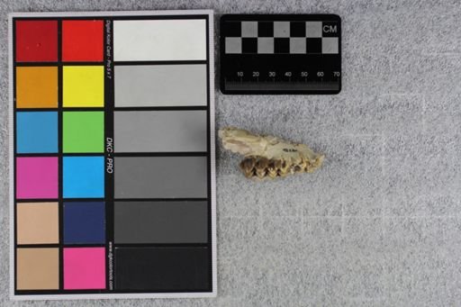 Merycoidodon culbertsoni