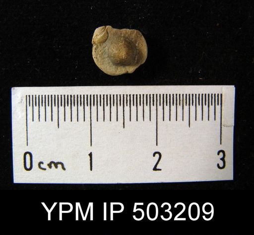 Orbiculoidea sp.