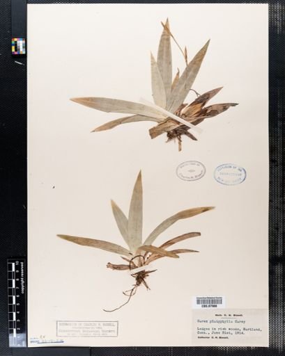 Carex platyphylla