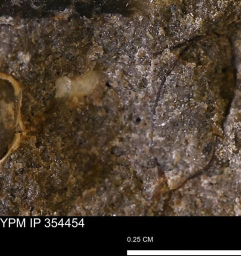 undet. Mollusca