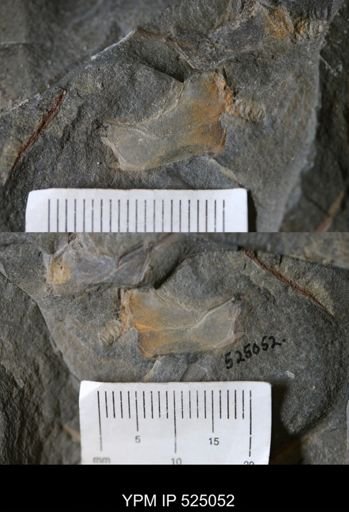 Cothurnocystis sp.