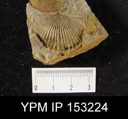 Tropidoleptus rhenanus