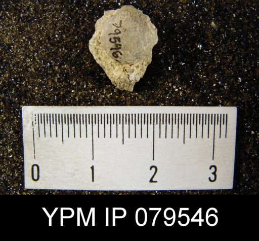 Sieberella sp.