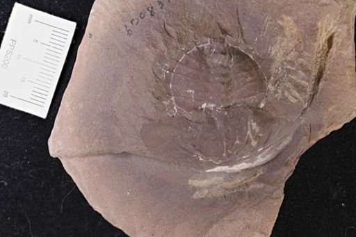 Euproops danae