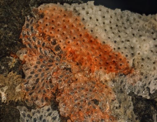 Celleporina