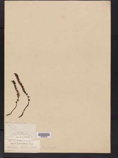 Polystichum