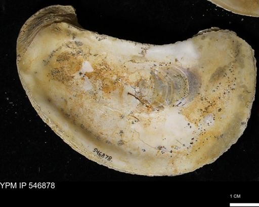 Ostrea virginiana