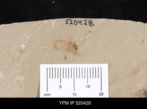 undet. Arthropoda