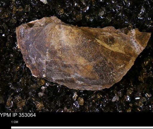Parallelodon (Cosmetodon) sp.
