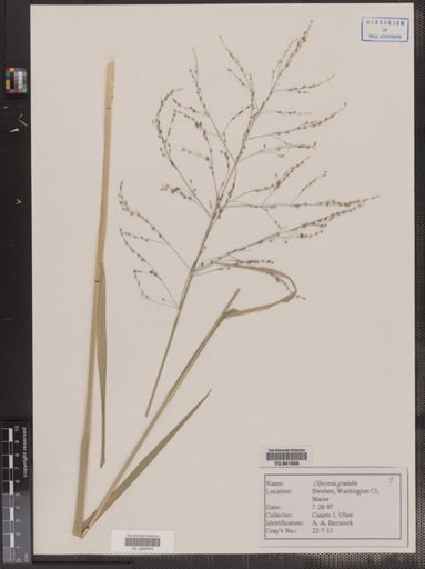 Glyceria grandis