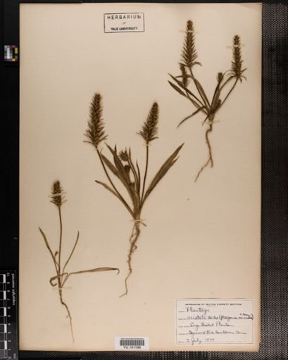 Plantae
