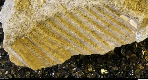 undet. Ammonoidea