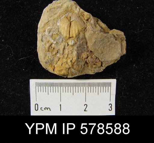 Leiorhynchus carboniferum