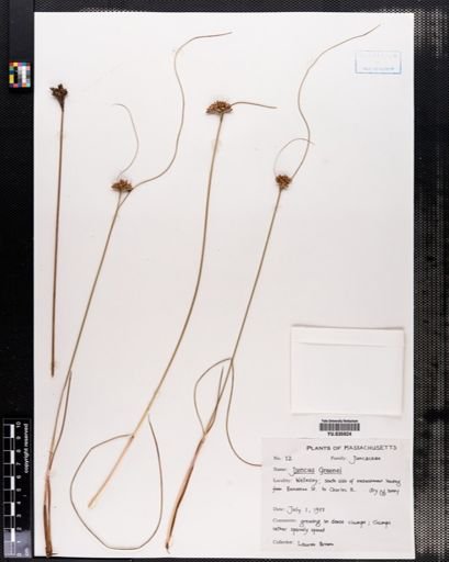 Juncus