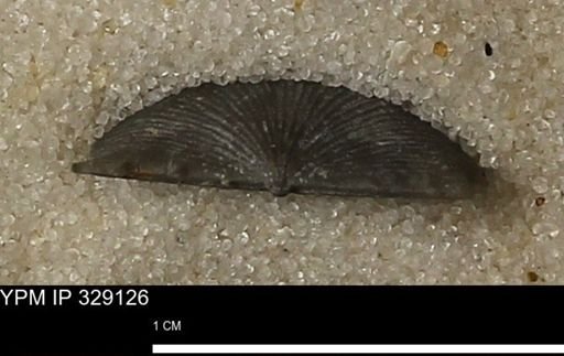 Chonetes scitulus