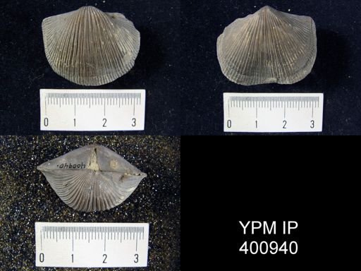 Hebertella sp.