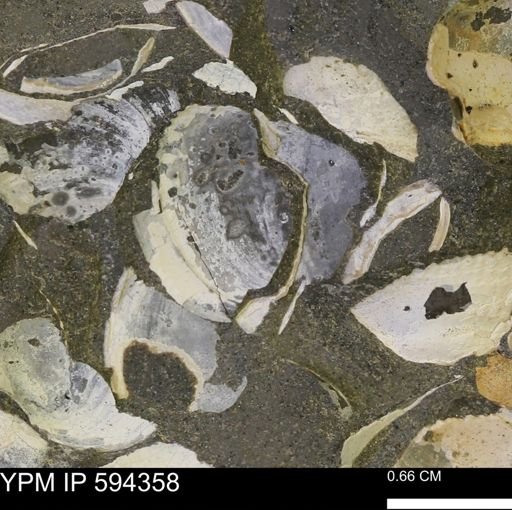 Protocardia sp.