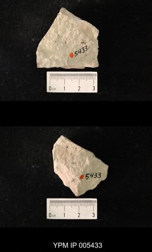 Protereisma permianum