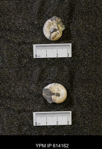 Hoploscaphites sp.