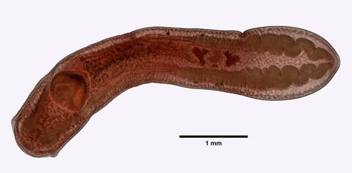 Clinostomum attenuatum