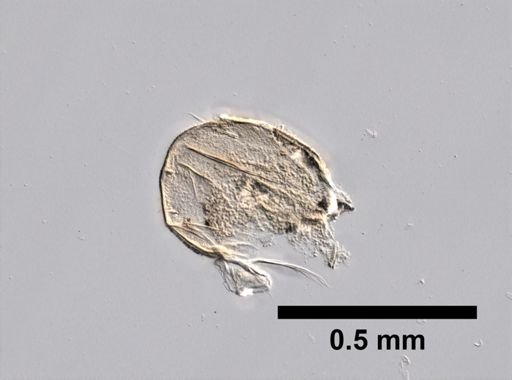 Ampithoe rubricata