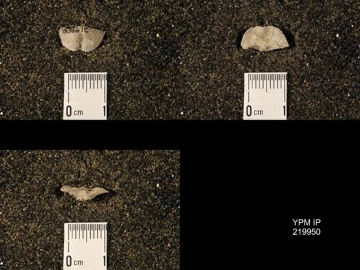 Chonetina flemingi var. alata