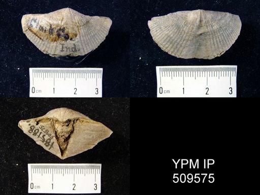 Mediospirifer sp.