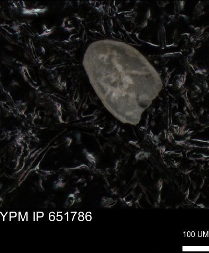 undet. Ostracoda