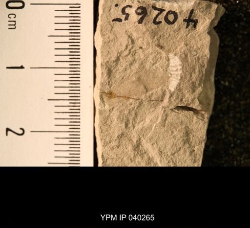 Probnis speciosa