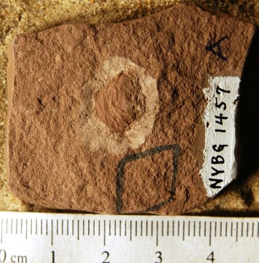 Coniferites sp.