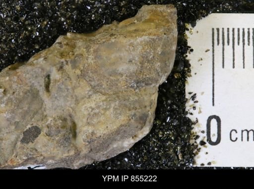 Mesalia kansasensis
