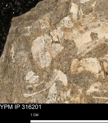 undet. Mollusca