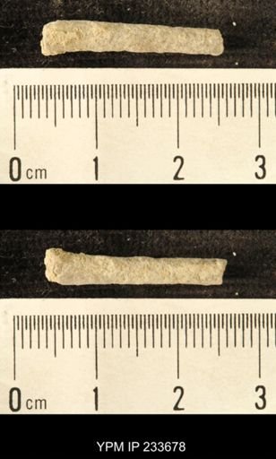 Archaeocidaris sp.