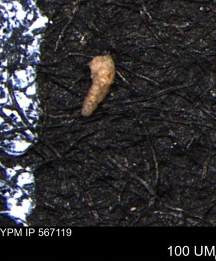 Verneuilina canadensis