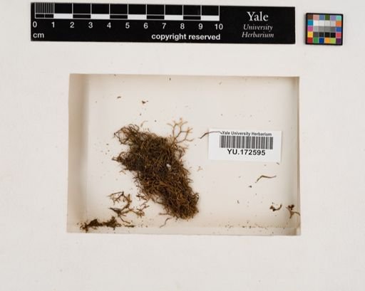 Plantae