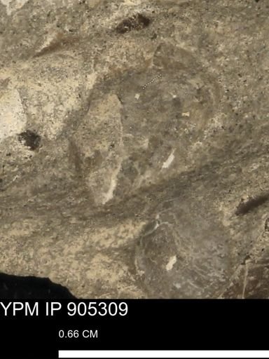 Astacidea?