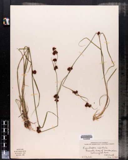 Rhynchospora capitellata