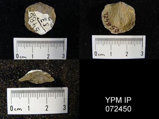 Atrypa tennesseensis