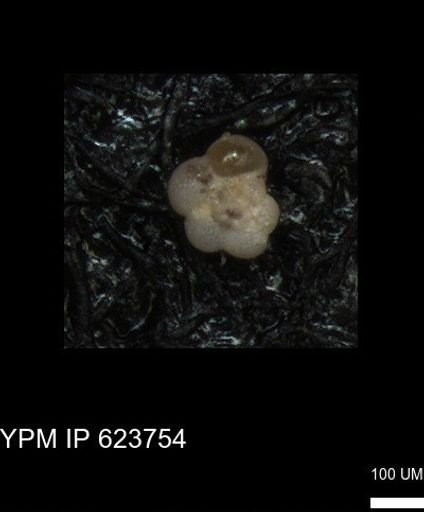 undet. Rugoglobigerinidae