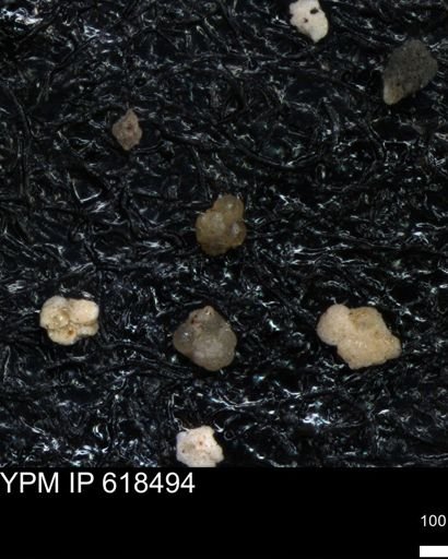 undet. Foraminiferida