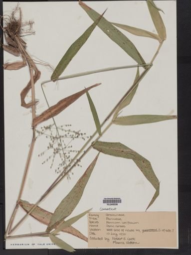 Panicum latifolium