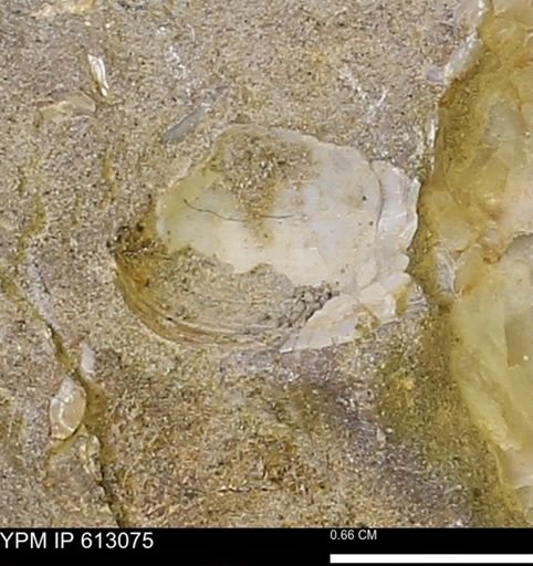 undet. Bivalvia