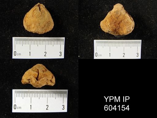 Eatonia cf. medialis
